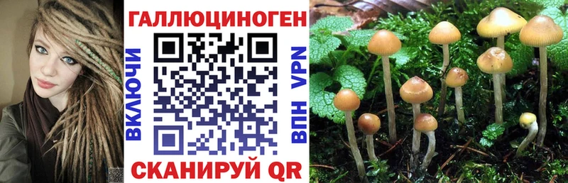 Псилоцибиновые грибы GOLDEN TEACHER  Чаплыгин 